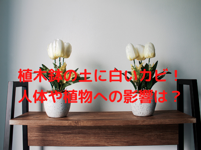 植木鉢の土に白いカビ 人体や植物への影響は 対策と再発防止のポイント Fuwarito