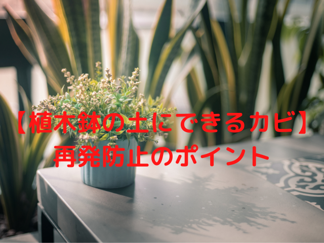 【植木鉢の土にできるカビ】再発防止のポイント