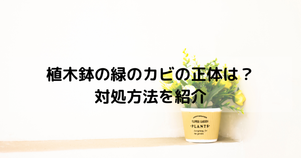 植木鉢の緑のカビの正体は？土の表面が緑色に侵食された時の対処方法を紹介