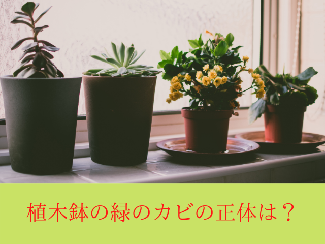 植木鉢の緑のカビの正体は？