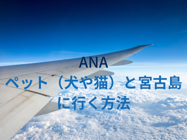 ANA　ペット（犬・猫）と宮古島に行く方法