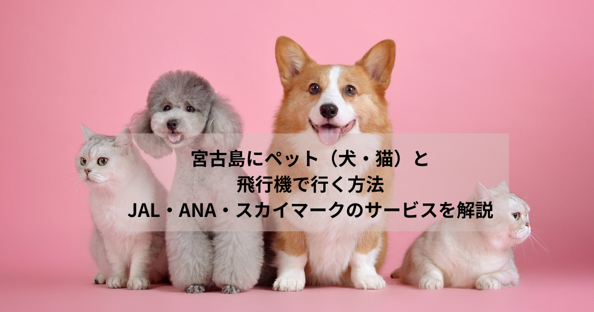宮古島にペット（犬・猫）と飛行機で行く方法｜JAL・ANA・スカイマークのサービスを解説