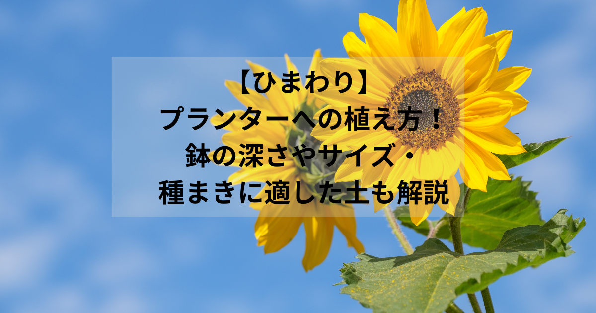 【ひまわり】プランターへの植え方！鉢の深さやサイズ・ 種まきに適した土も解説