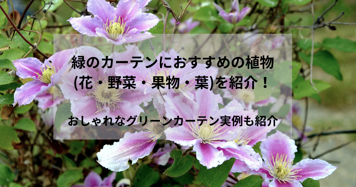 緑のカーテンにおすすめの植物(花・野菜・果物・葉)を紹介！おしゃれなグリーンカーテン実例も