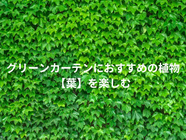 グリーンカーテンにおすすめの植物【葉】を楽しむ