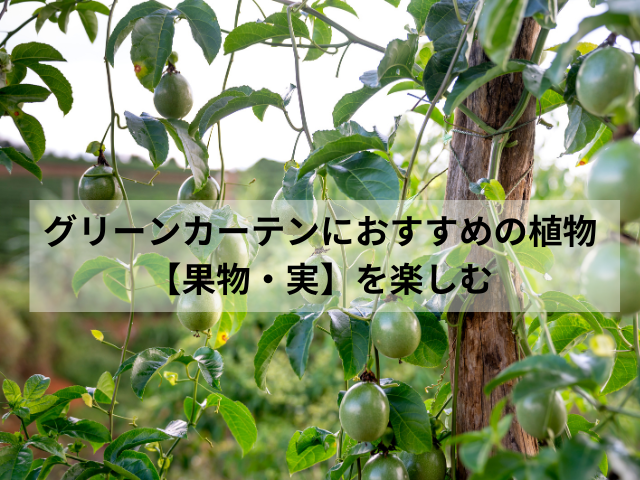 グリーンカーテンにおすすめの植物【果物・実】を楽しむ