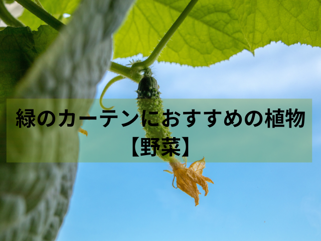 緑のカーテンにおすすめの植物【野菜】
